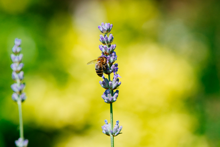 Lavander and beeの写真素材
