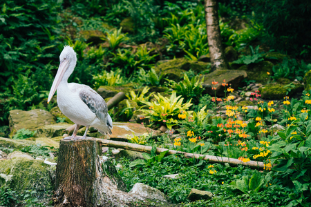 pelicanの写真素材