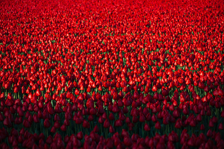 tulips in Hollandの写真素材
