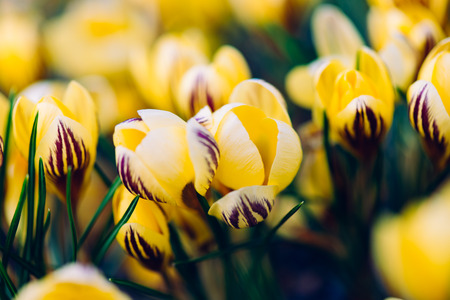 flowersの写真素材