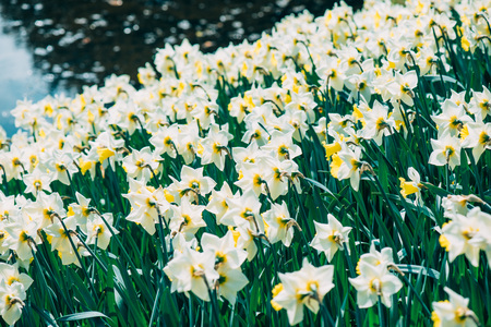 flower gardenの写真素材