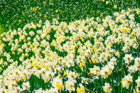 flower gardenの写真素材