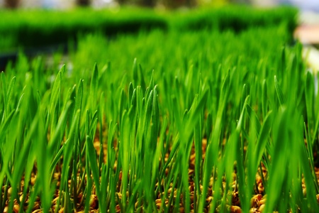 Green grassの写真素材