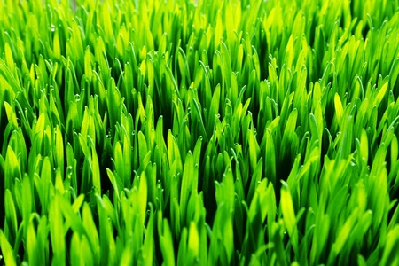 green grass