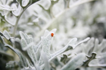 little bugの写真素材