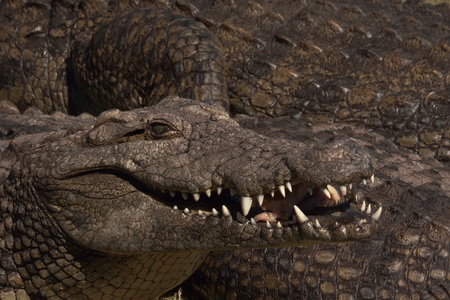 Crocodile with open mouthの写真素材