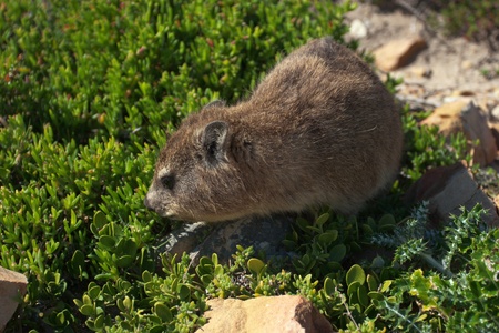 Rock dassieの写真素材