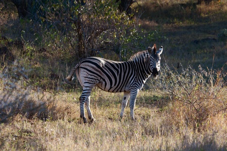 Wild zebra in a Savannah in South Africaの写真素材