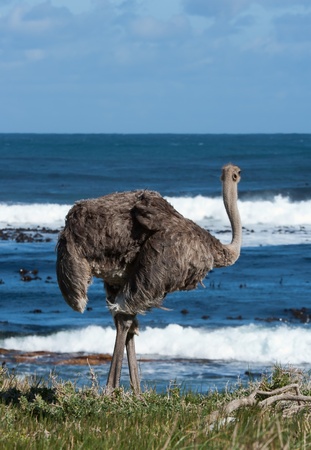 Wild ostrich by the ocean in South Africa