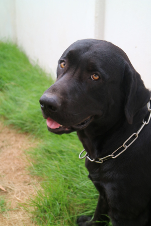 Black labrador looking at cameraの写真素材