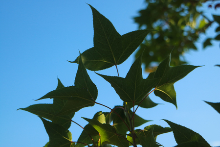 Green maple leaf with blue sky backgroundの写真素材