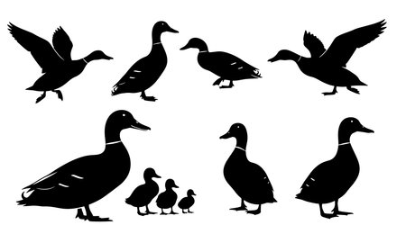 This vector image features a collection of black duck silhouettes set against a clean white background The composition includes adult ducks in various poses such as standing still walking and preparing for or actively engaged in flight showing the ducks with their wings fully extended There is also a group of three ducklings shown together emphasizing the concept of a duck family The silhouettes are sharp and defined making them ideal for a variety of design applications The simplicity of the monochrome palette makes the image versatile for use in both digital and print media The image effectively portrays the ducks in a minimalist yet detailed manner The ducks are accurately depicted and it would make a great addition to a graphic designers resource library This illustration is useful for projects that require an illustration of birds or wildlife The clear white backdrop is effective for easy integration into any color schemeのイラスト素材