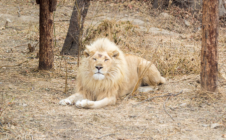 White lion resting on a lawn