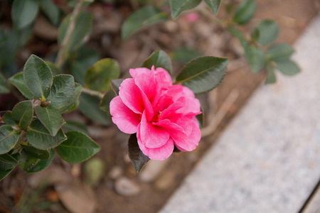 pink flowerの写真素材