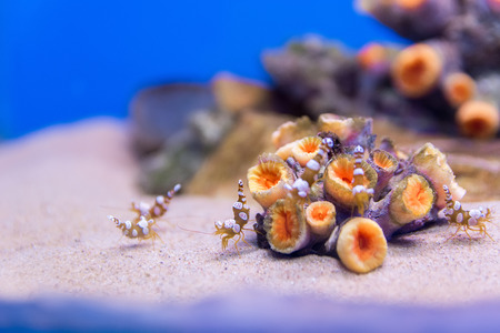 small shrimpの写真素材