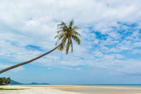 a lone palm tree on the beachの写真素材