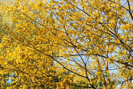 yellowed autumn leavesの写真素材