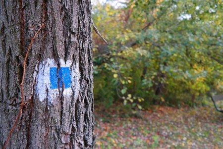 Blue colored hiking trail on a tree の写真素材