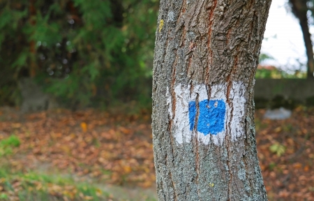 Blue colored hiking trail on a tree の写真素材