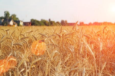 A golden wheat field in summer a aの写真素材