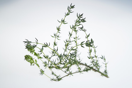 Sprig of thyme in white background, with backlight.の写真素材