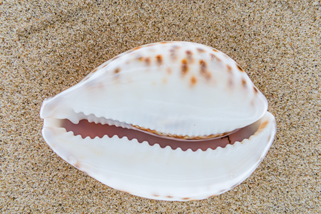 Sea shell on the beach sand background.の写真素材