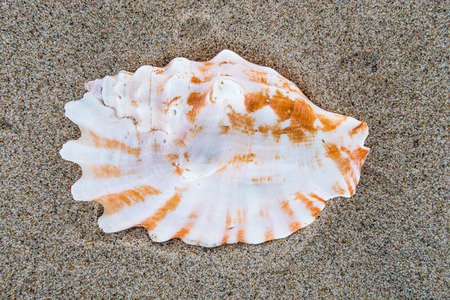 Sea shell on the beach sand background.