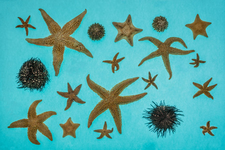 Starfish and sea urchins isolated on a blue background.の写真素材