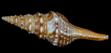 Sea shell on a black background.