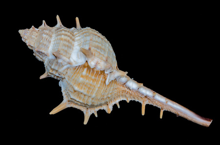 Sea shell on a black background.の写真素材