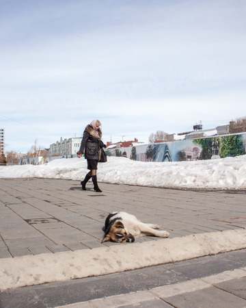 Orenburg, Russia, March 28, 2010. Spring. Sunny day. A homeless dog is basking in the sun on the background of a business lady squealing on business.のeditorial素材