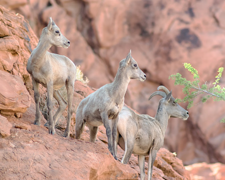 Three bighorn sheep climbing on the rocks in the Valley of Fire State Park, Nevadaの写真素材