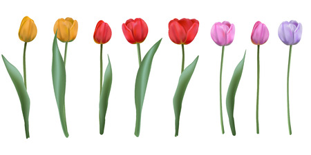 Set realistic vector tulips, isolated on white backgroundのイラスト素材