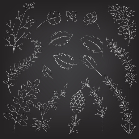 Set of hand-drawn floral elements on a blackboard. vectorのイラスト素材