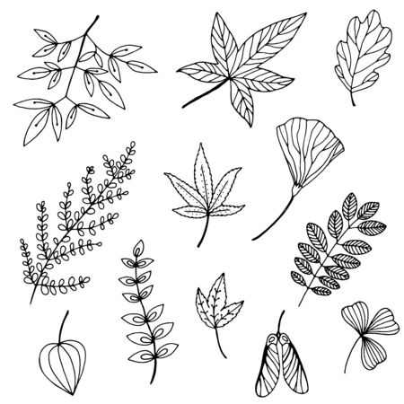 Hand drawn wild branches and leaves.のイラスト素材