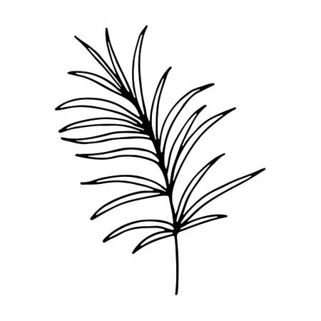 Art foliage natural leaves herbs in line style. floral flower hand drawn doodle icon for social media story. Hand drawn wedding herb, plantのイラスト素材
