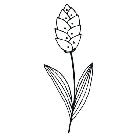 Hand drawn flower doodle. Hand drawn wedding herb. Simple floral doodle iconのイラスト素材