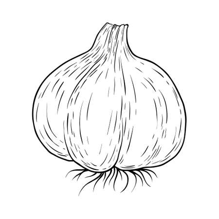 Hand drawn garlic isolated on whiteのイラスト素材