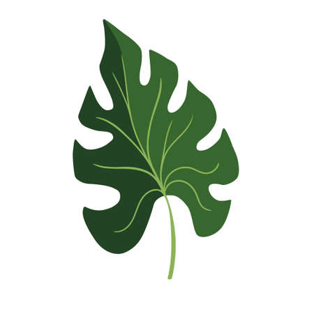 Monstera plant leaf. Flat style illustrationのイラスト素材
