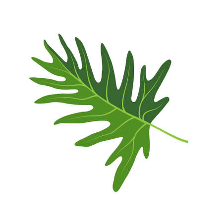 monstera leaf illustration isolated on white. Flat style illustrationのイラスト素材