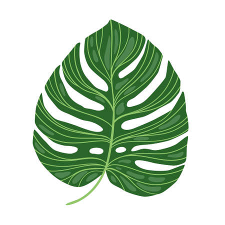 Green Monstera leaf isolated on white background. Cartoon flat monstera leafのイラスト素材