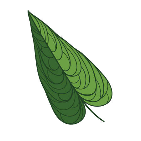 Illustration of Philodendron Hand drawn tropical leafのイラスト素材