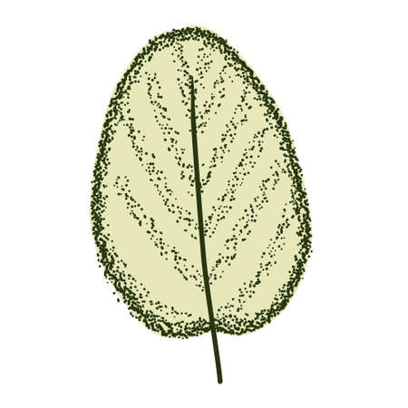 Hand drawn Illustration Begonia tropical leaf. Flat style illustrationのイラスト素材