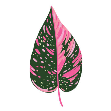 Illustration of Caladium leaf isolated on white. Hand drawn tropical leafのイラスト素材