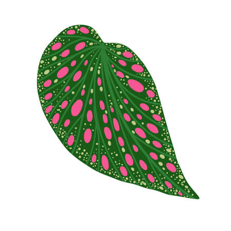 Illustration of Begonia leaf isolated on white. Hand drawn tropical leafのイラスト素材