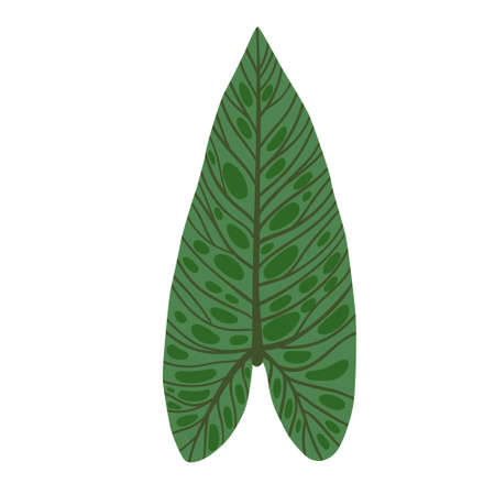 Single leaf of Monstera deliciosa palm plant isolated on white backgroundのイラスト素材