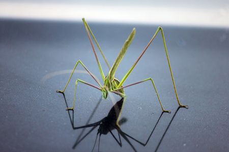 Insect on a car hoodの写真素材