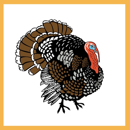 standing one turkey isolated on white background のイラスト素材