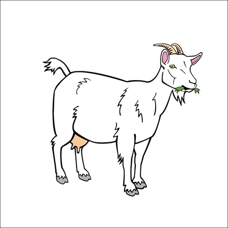 standing one white goat isolated on white backgroundのイラスト素材