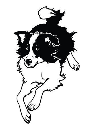 running dog,border collie,black and white vector image isolated on white backgroundのイラスト素材